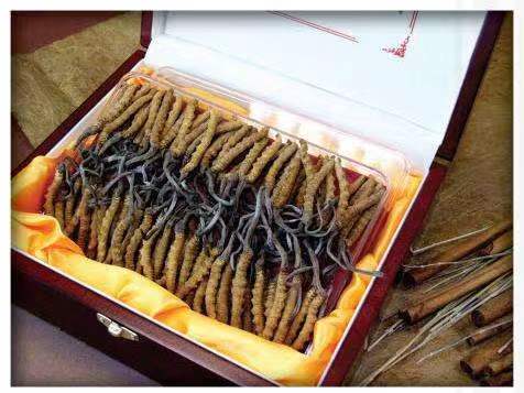 兴县冬虫夏草回收